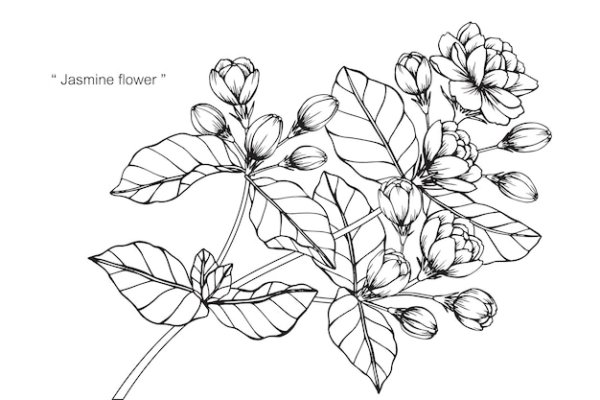 Чубушник карандашом