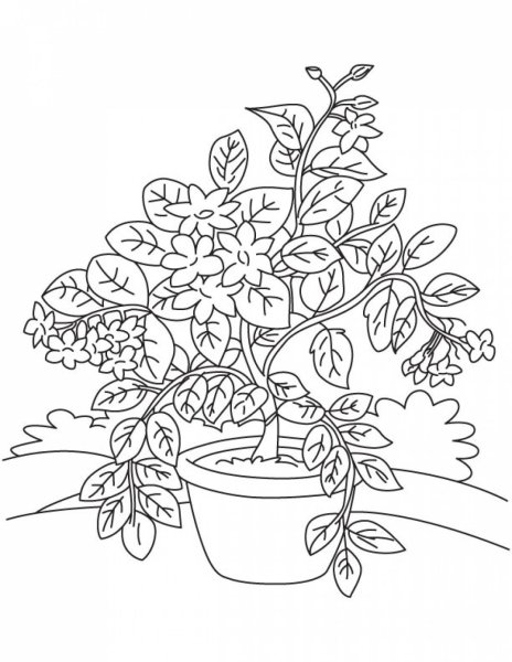 Раскраска Жасмин цветок