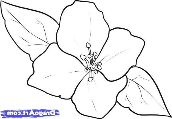 Цветок жасмина рисунок
