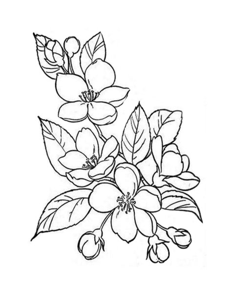 Раскраска Жасмин цветок