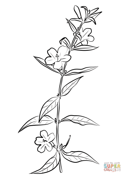 Жасмин кустарник Нецветные