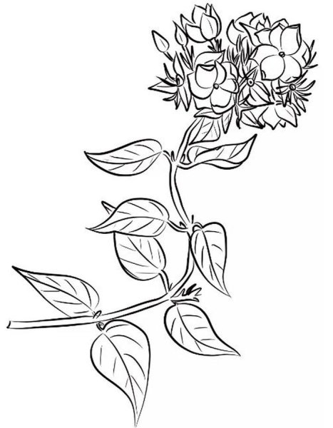 Жасмин раскраска чубушник