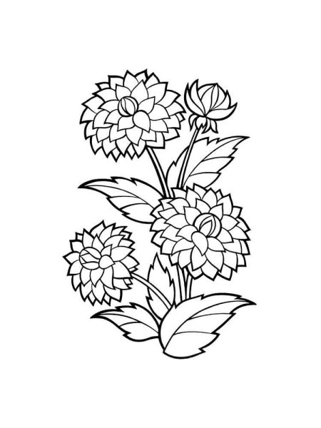 Георгины раскраска