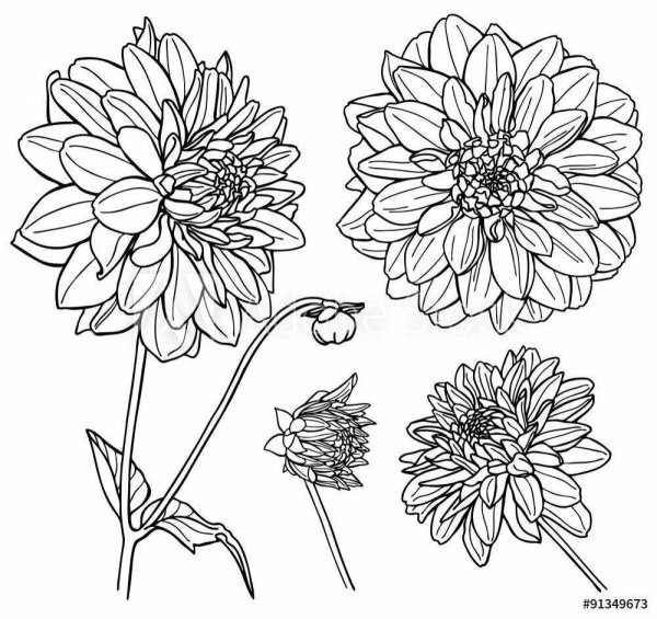 Георгин Далия скетч