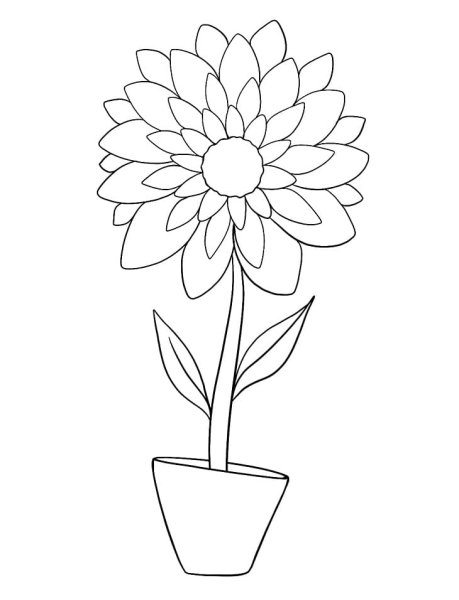 Георгины раскраска