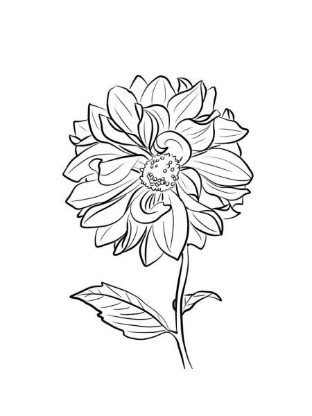 Георгины раскраска