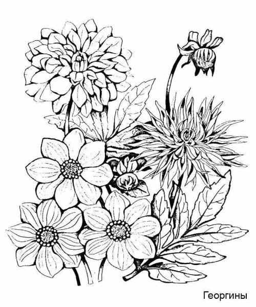 Георгины гладиолусы циний