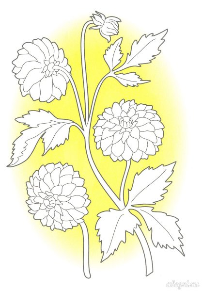 Георгины Раскрашенные