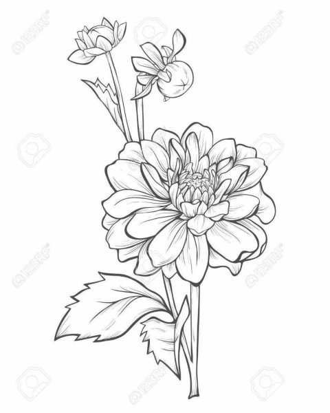 Рисунок георгина карандашом