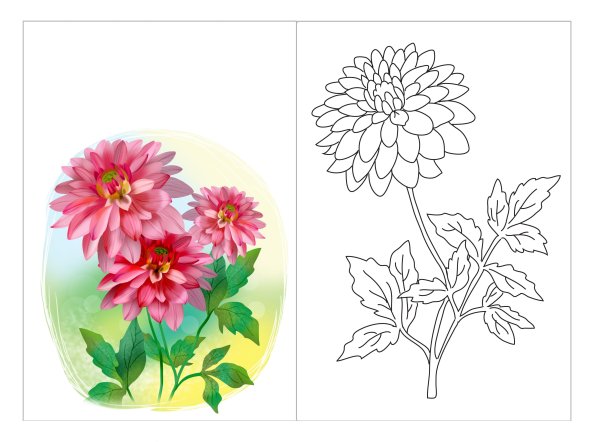 Георгина раскраска цветок