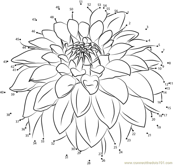 Георгины распечатка