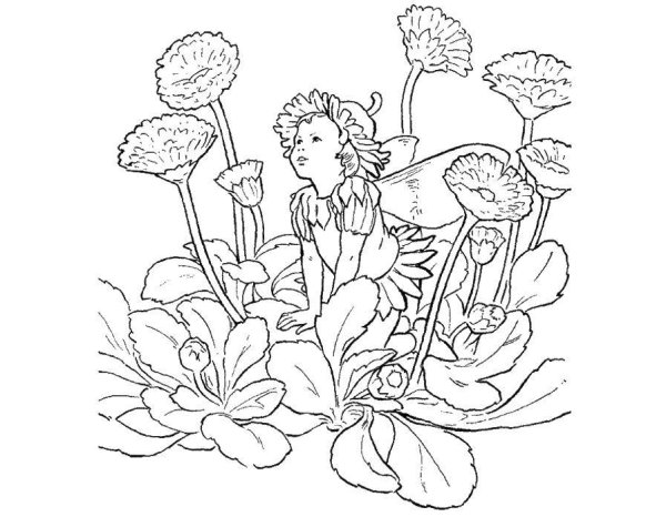 Раскраски природа цветы