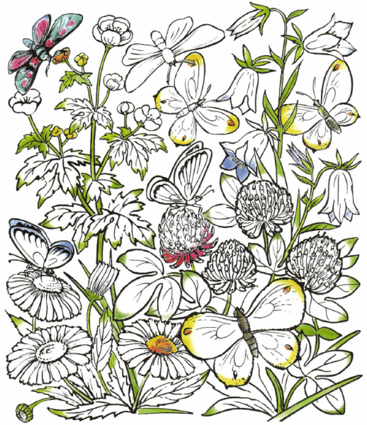 Раскраска Цветочная Поляна с бабочками