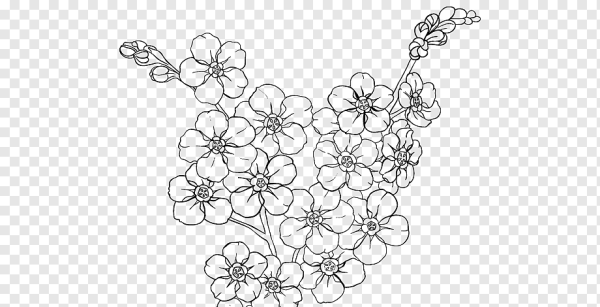 Цветок вишни раскраска