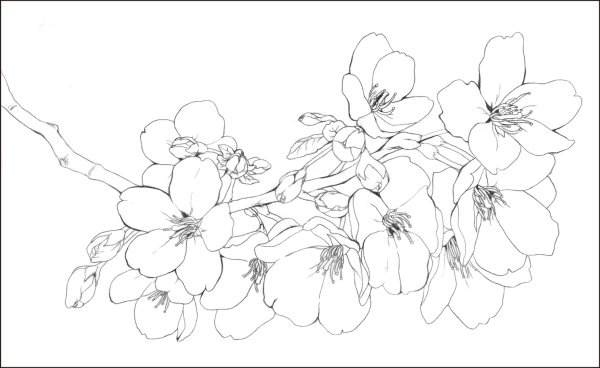 Ветка яблони раскраска