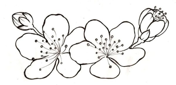 Цветок Сакуры контур