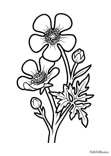 Лютик раскраска цветок