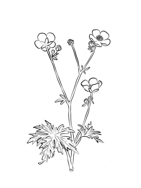 Лютик едкий