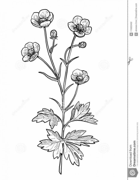 Лютик едкий раскраска для детей