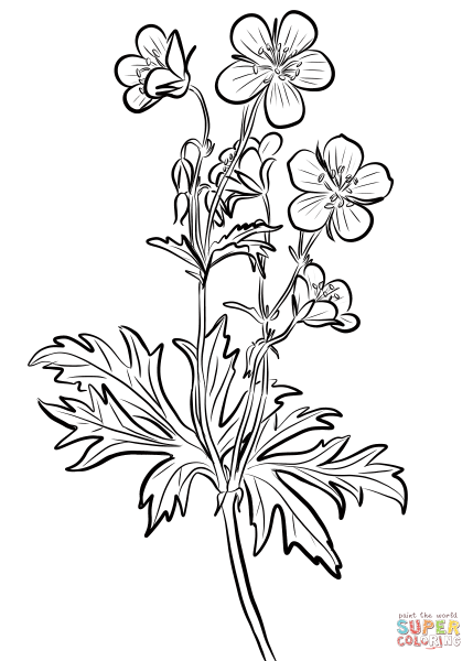 Герань Луговая нарисовать