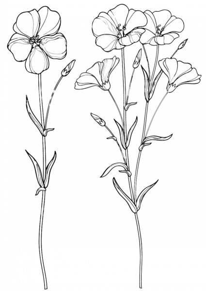 Лен долгунец вектор