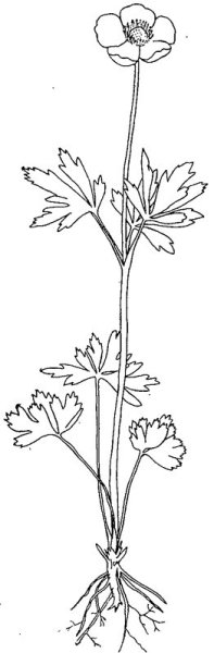 Ветреница Лесная