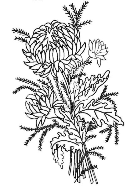 Хризантема Астра бархатцы чб