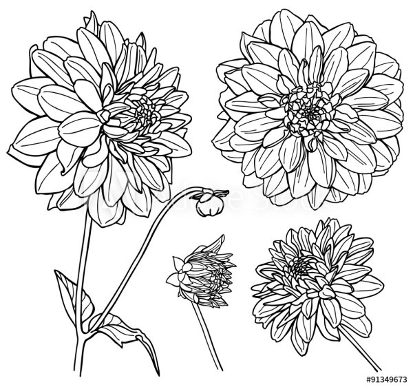 Георгин Далия скетч