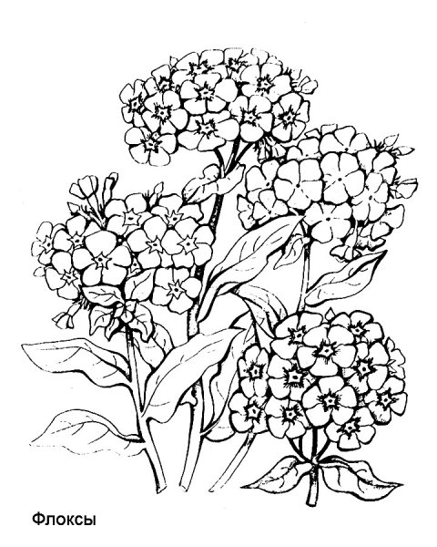 Флоксы цветы