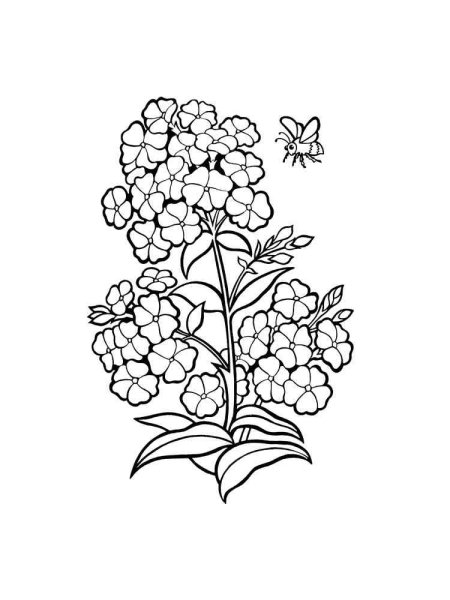 Цветы фото раскраска