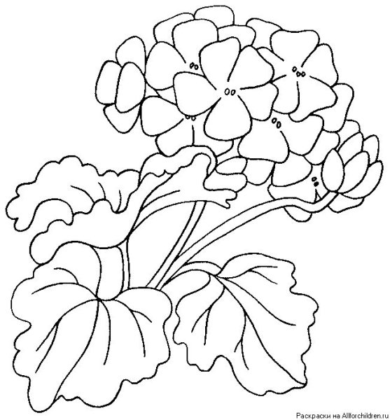 Цветы герань гортензия