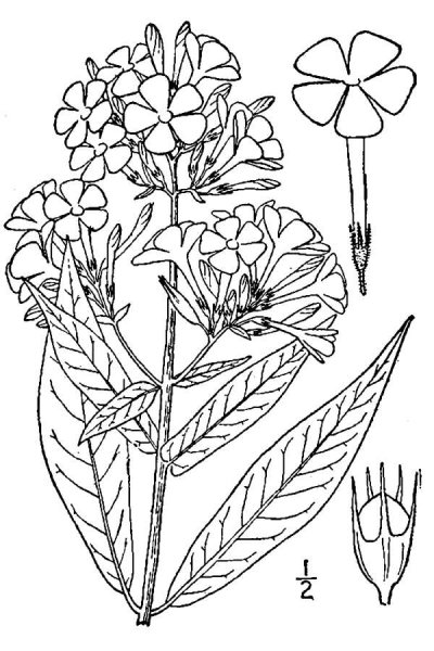 Флокс метельчатый гербарий