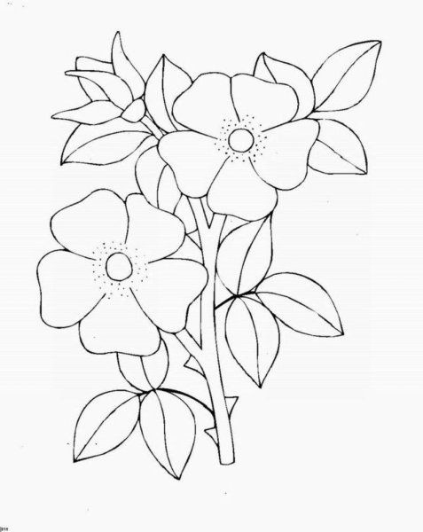Флоксы раскраска для детей