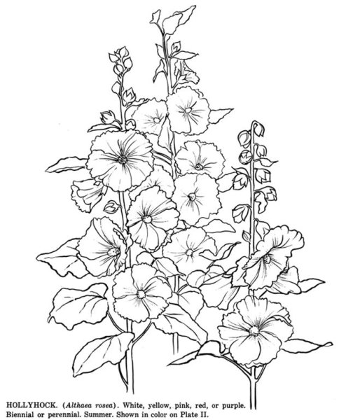 Цветки мальвы