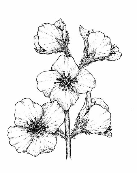 Раскраска Флоксы цветы, для детей