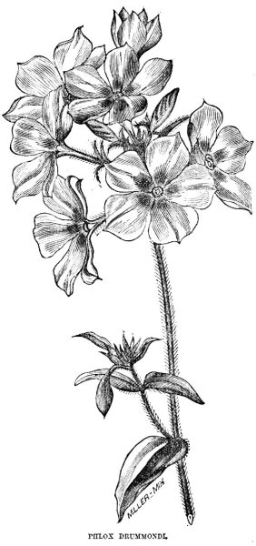 Карандашом цветы Флоксы