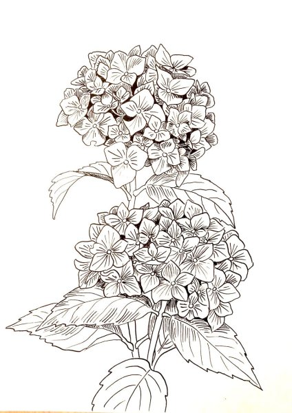 Гортензия метельчатая скетчинг