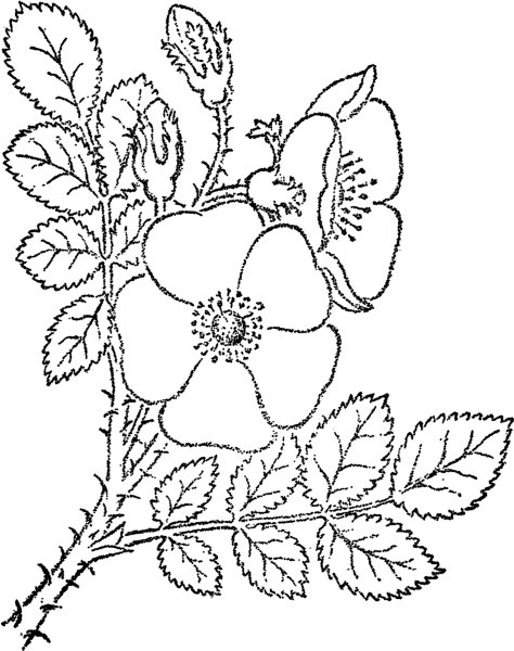 Шиповник кустарник рисунок