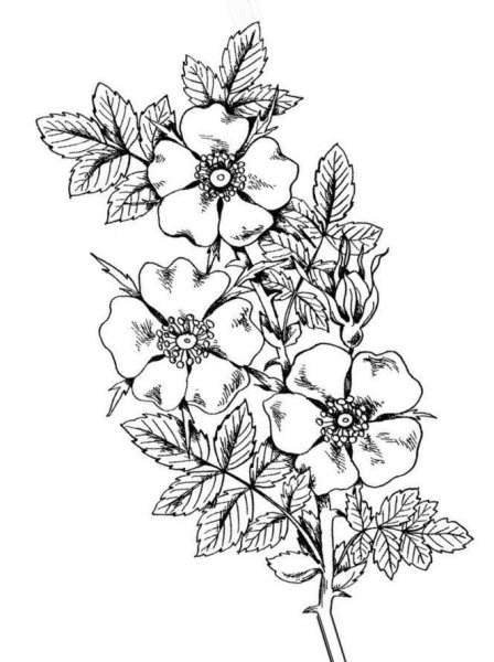 Раскраска цветы шиповника