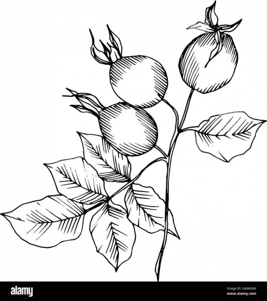 Шиповник рисунок