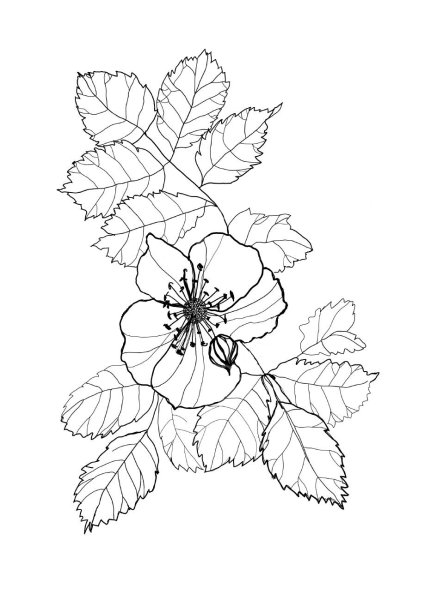 Шиповник рисунок