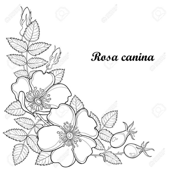 Шиповник раскраска