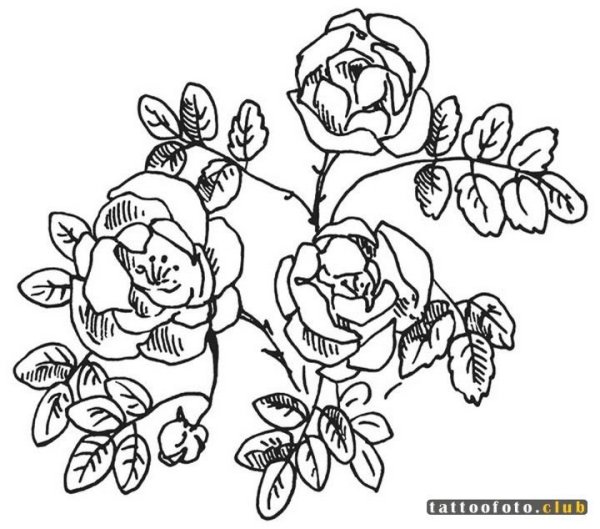 Шиповник раскраска