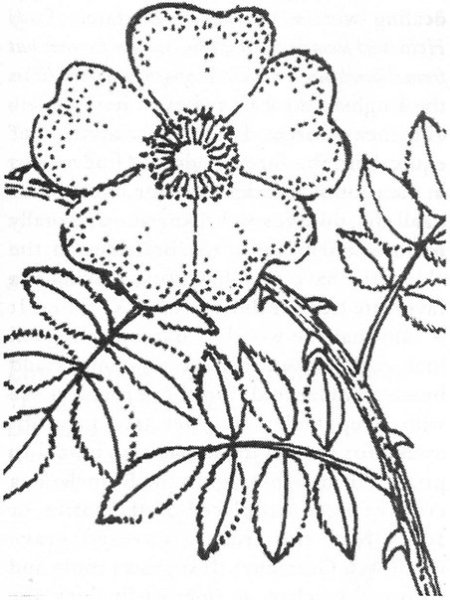 Лекарственные растения раскраска шиповник