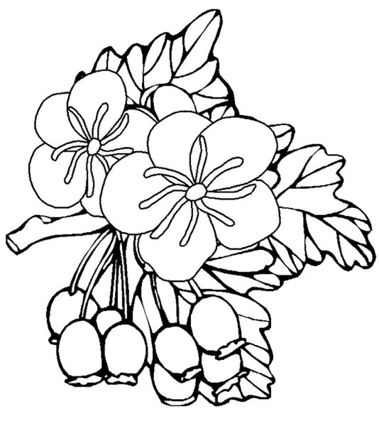 Шиповник раскраска