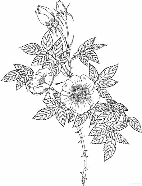 Шиповник раскраска для детей