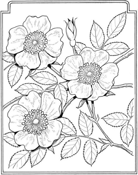 Трафареты цветов для вышивки