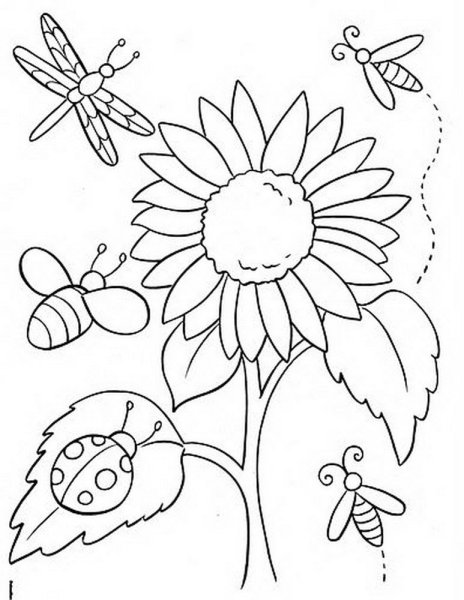 Подсолнух. Раскраска