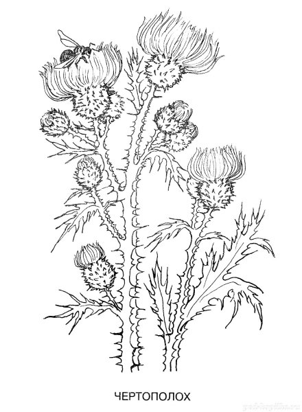 Пижма и чертополох