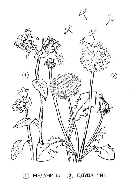 Одуванчик раскраска